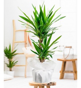 2 li yucca uzun boy