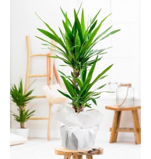 2 li yucca uzun boy