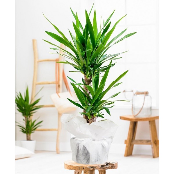 2 li yucca uzun boy