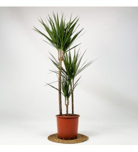 Margineta 3'lü