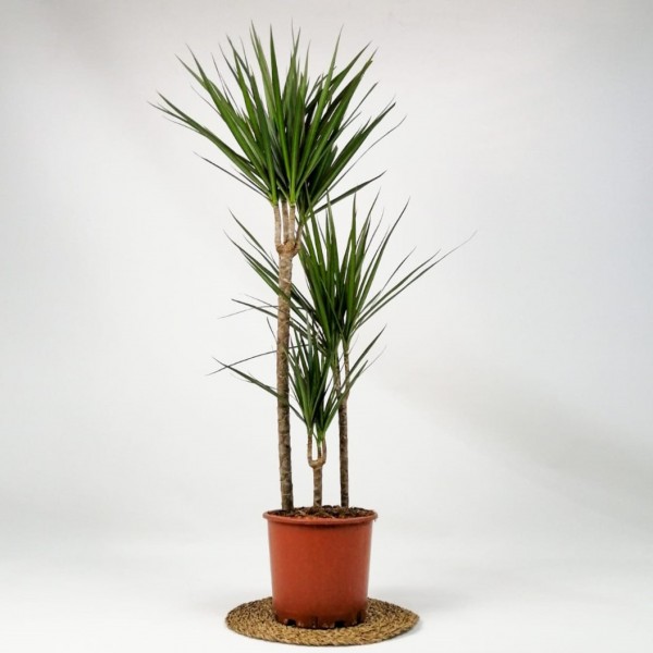 Margineta 3'lü